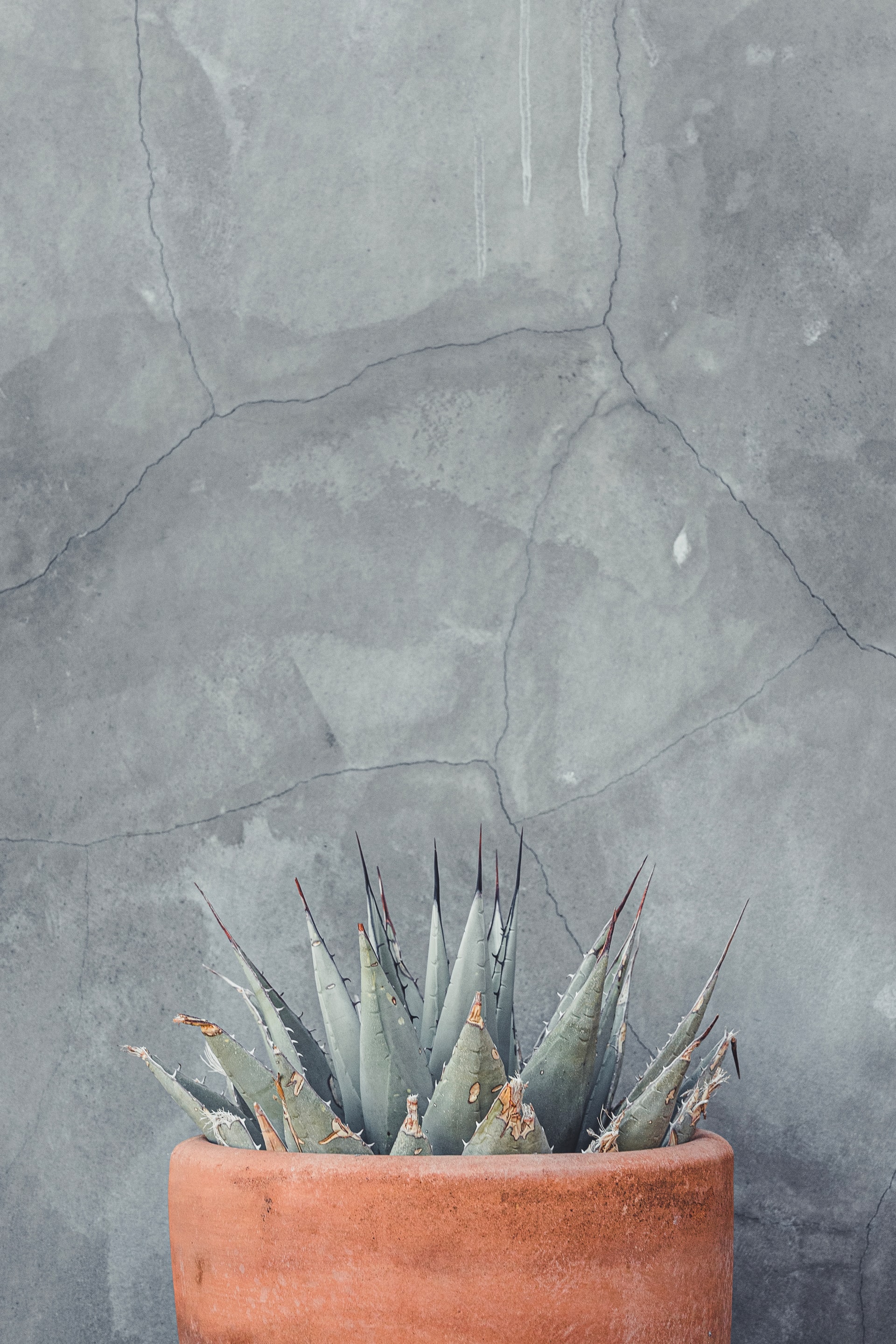 agave in a pot